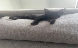 Domestic Shorthair cats for sale: Kittens for sale - domestic  - Image 8