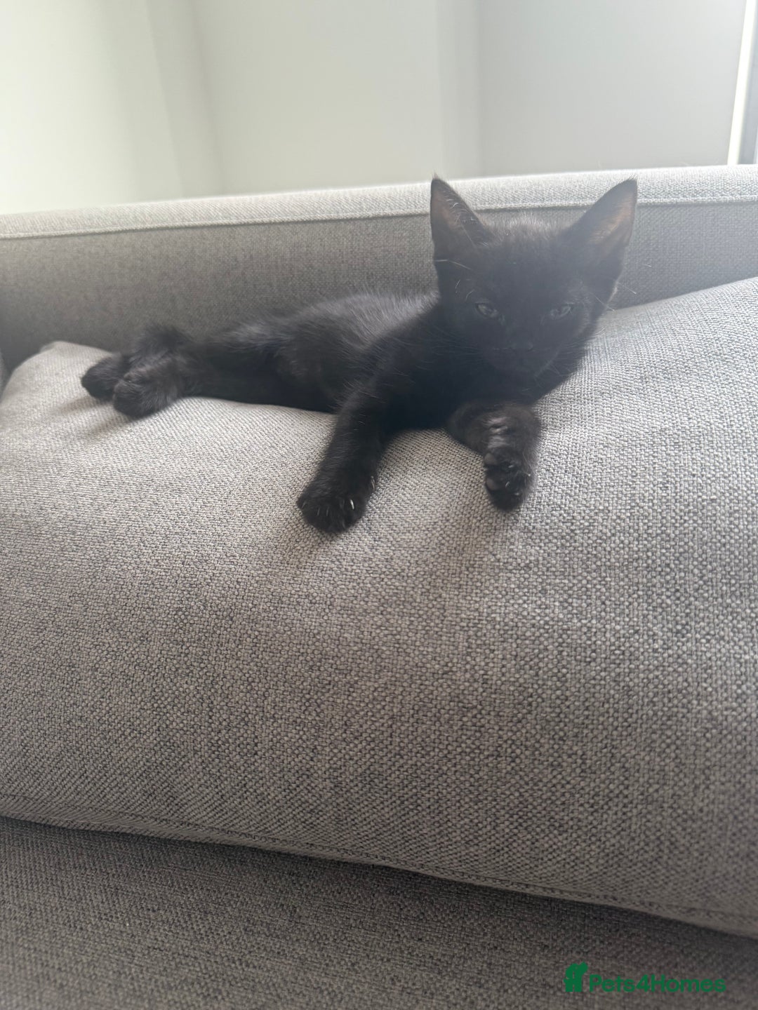 Domestic Shorthair cats for sale: Kittens for sale - domestic  - Image 8