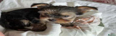 Yorkshire Terrier 2