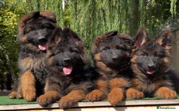 German Shepherd dogs for sale: 🐾🖤 Beautiful German Shepherd Pups for Sale 🐶✨ - Image 2