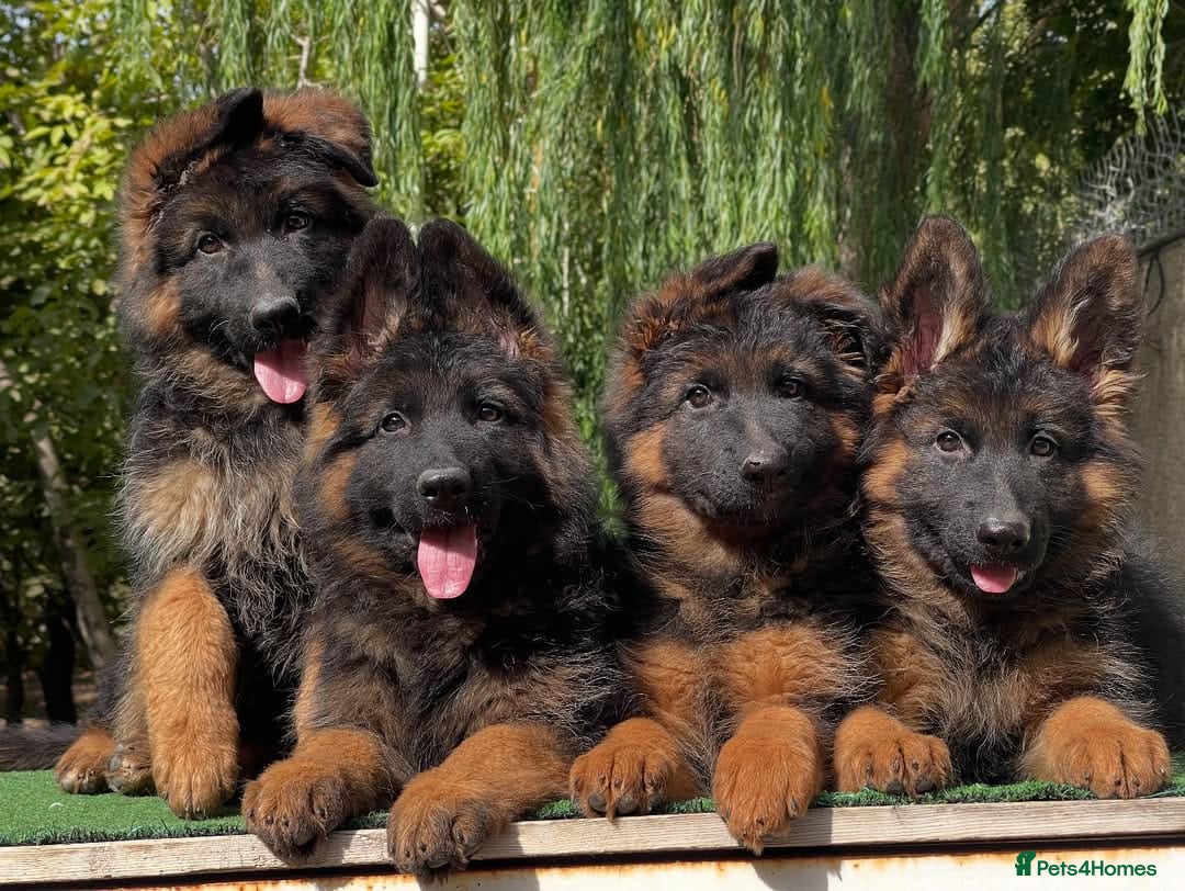 German Shepherd dogs for sale: 🐾🖤 Beautiful German Shepherd Pups for Sale 🐶✨ - Image 2