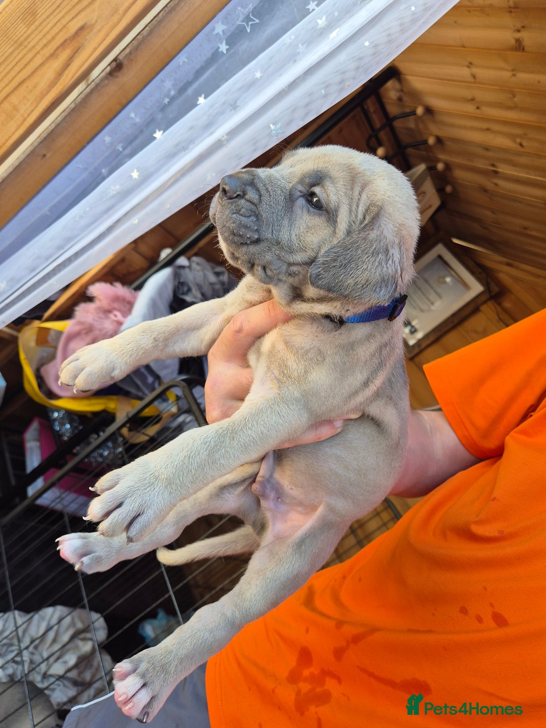 Cane Corso dogs for sale: Cane Corso (Rare Full Formentino Litter) - Image 8