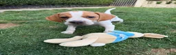 Pointer dogs for sale: Pointer pups | Working & Champion Bloodlines  - Advert 6