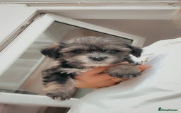 Maltese dogs for sale: bichon meltese  - Image 3