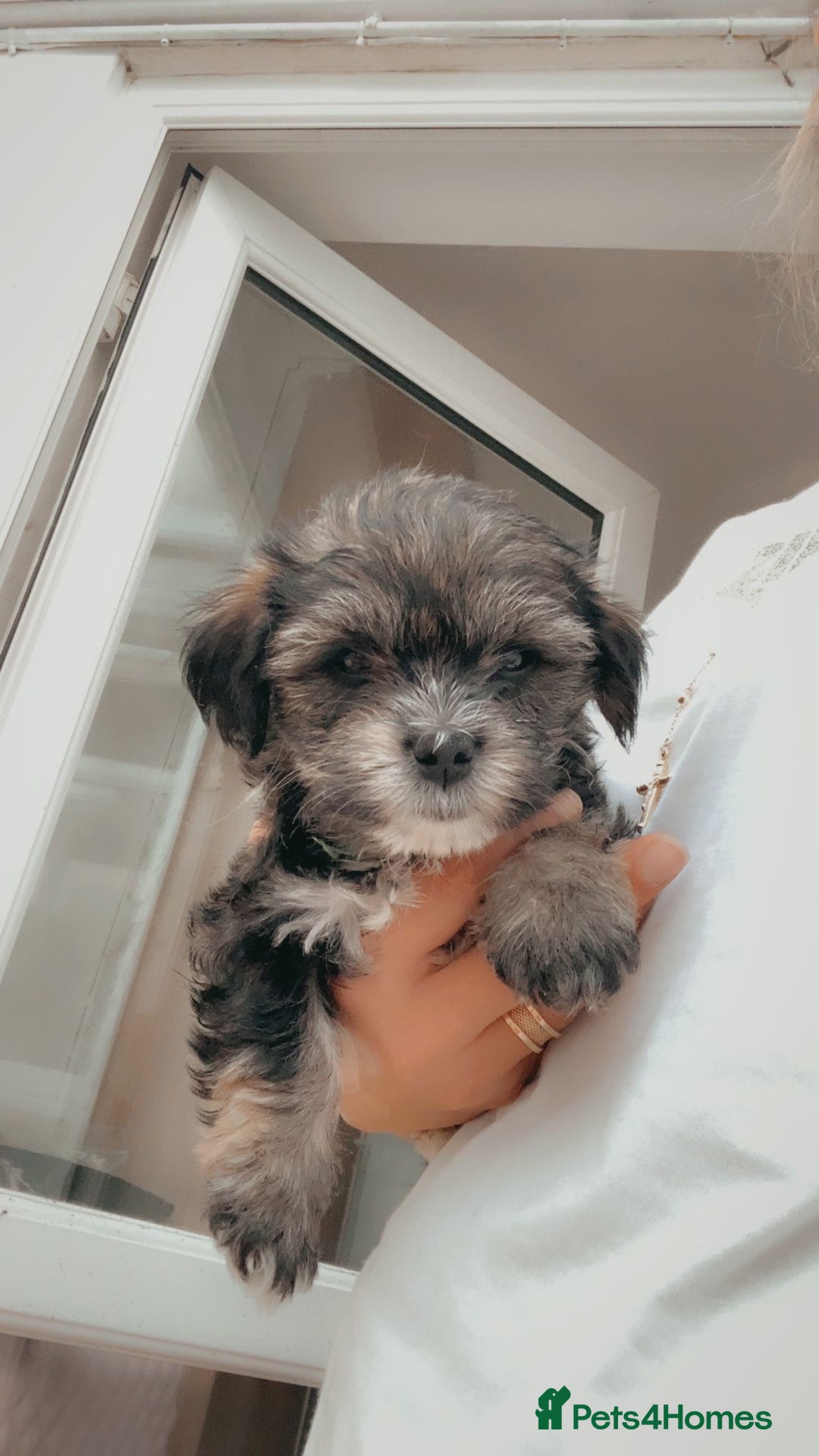 Maltese dogs for sale: bichon meltese  - Image 3