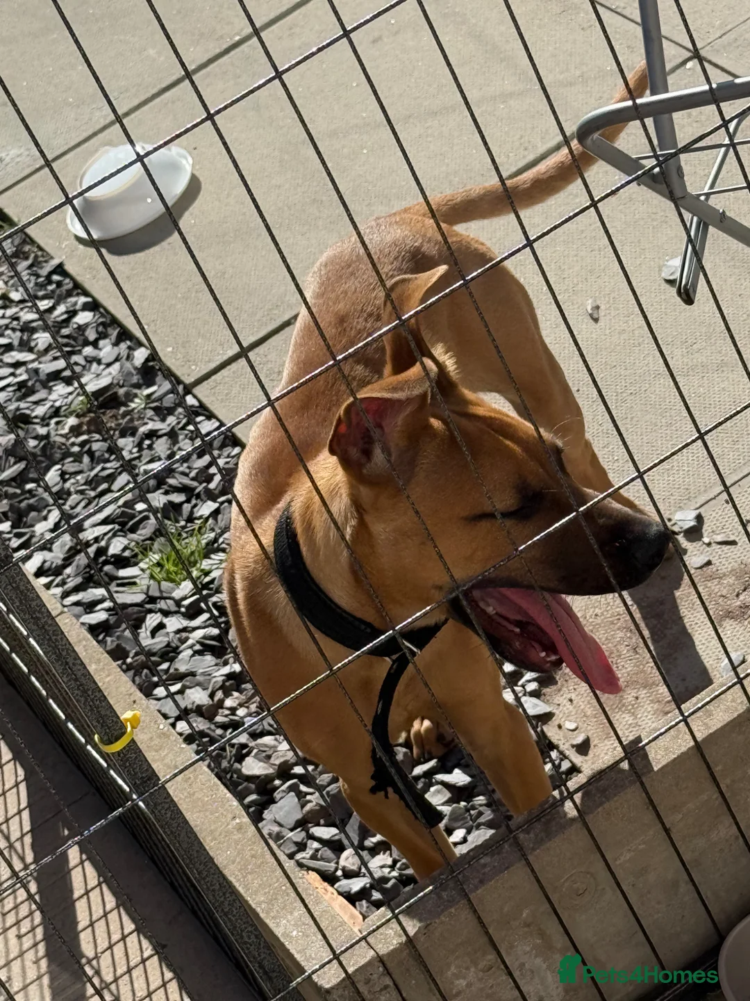 Mixed Breed dogs for sale: Mali cross staffy  in Willenhall - Advert 2