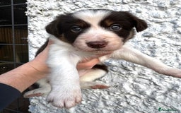 Border Collie dogs for sale: Red & White Tri border collie puppies  - Image 3