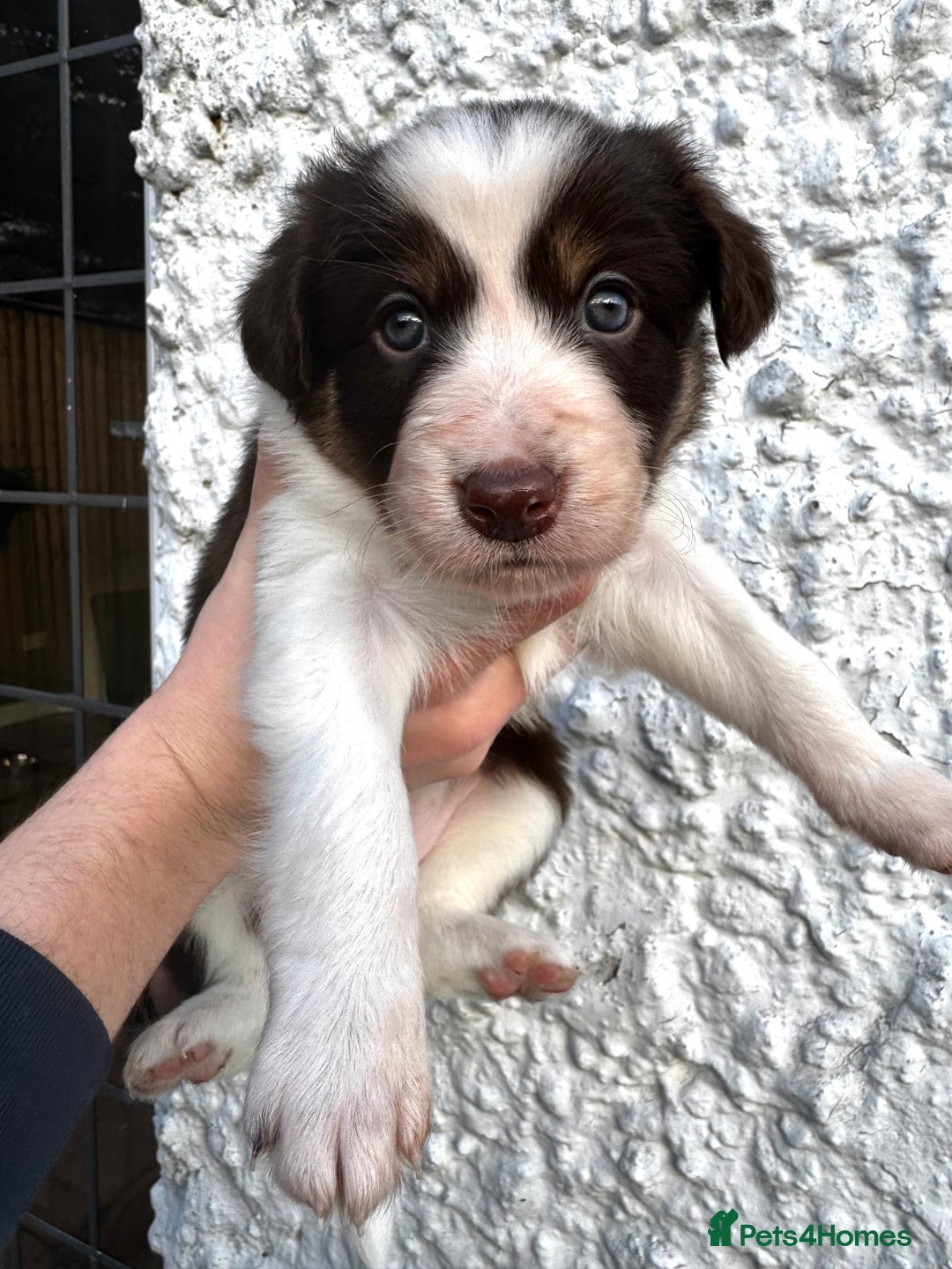 Border Collie dogs for sale: Red & White Tri border collie puppies  - Image 3