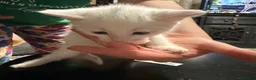 Mixed Breed cats for sale: Kao Mani Mix - Advert 5