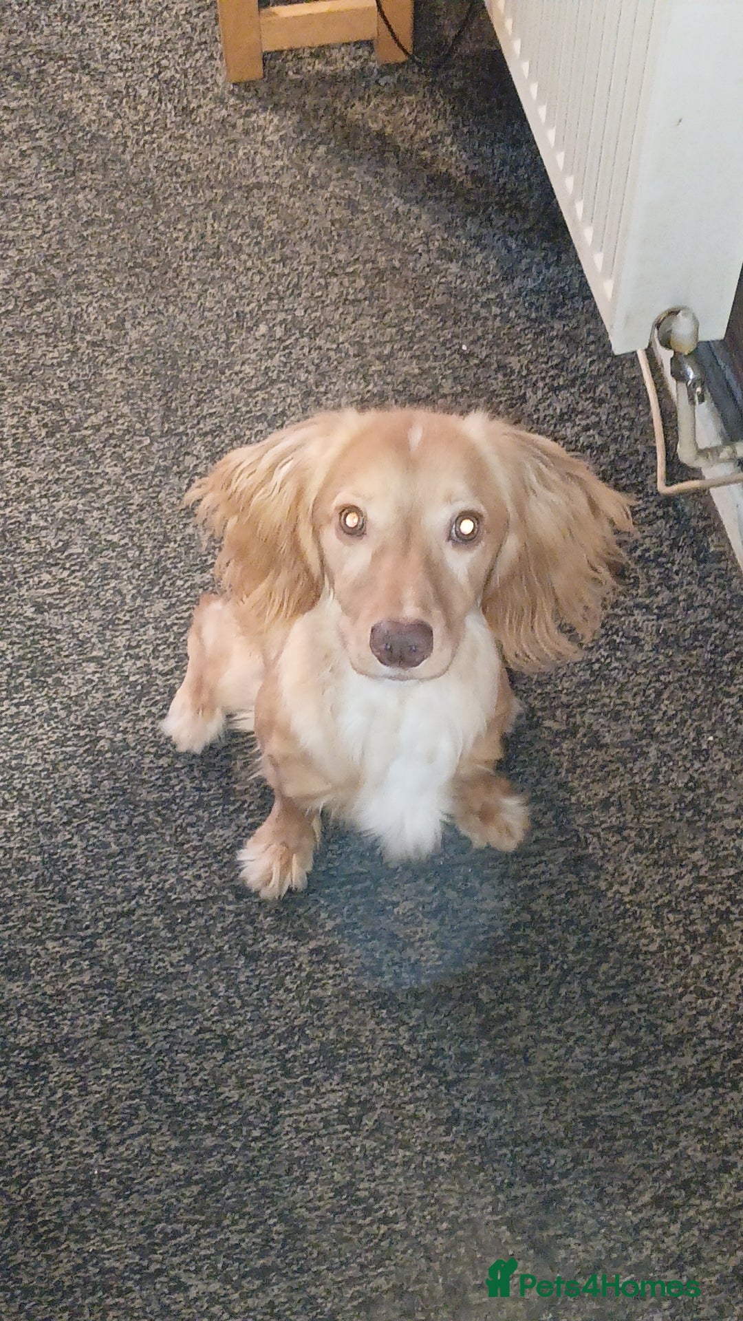 Cocker Spaniel dogs for sale: Beautiful male cocker spaniel  - Advert 1