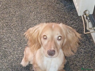 Cocker Spaniel dogs Beautiful male cocker spaniel - Advert 7