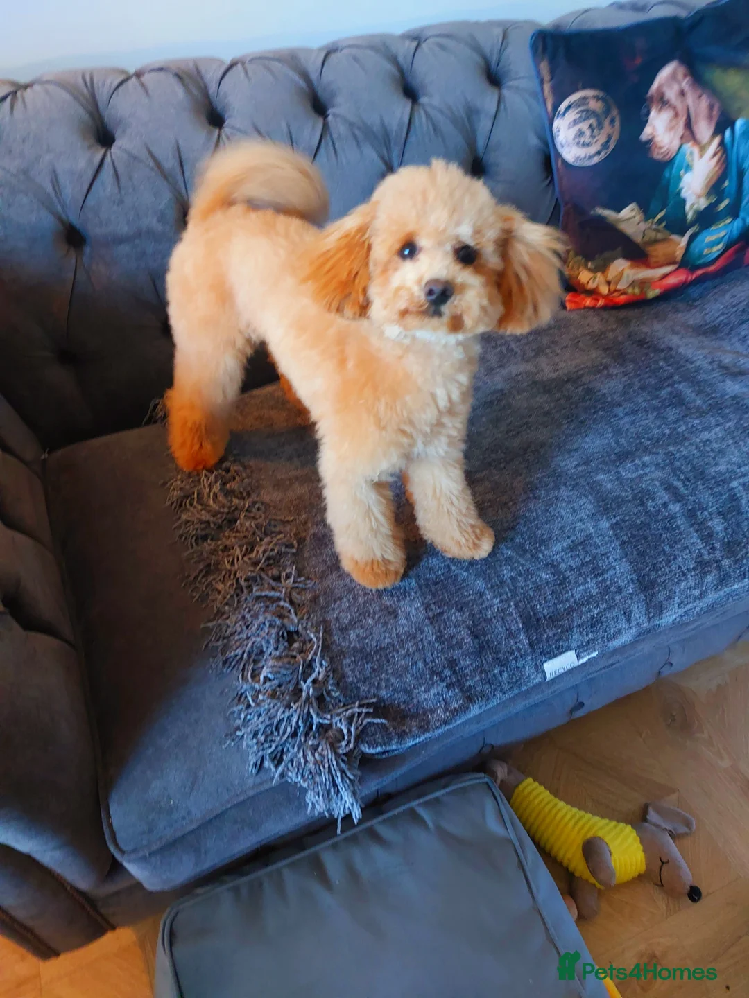 Toy Poodle dogs for sale: Red Toy Poodle girl 1 year 1 month - Advert 9