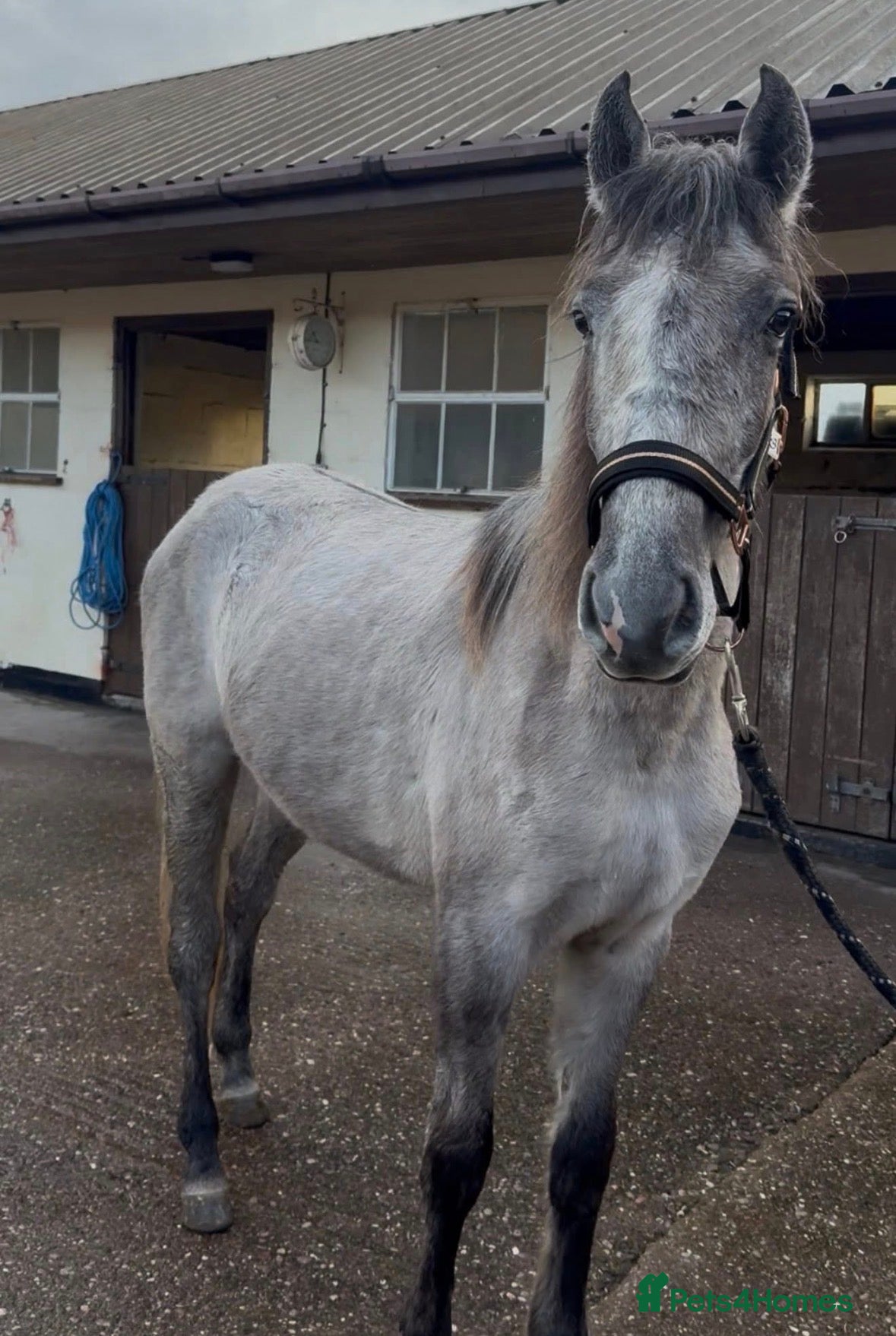 Irish Sports horses Kind Temperament, 2 year old Filly - Advert 17