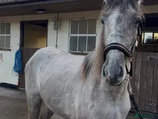 Irish Sports horses Kind Temperament, 2 year old Filly - Advert 17