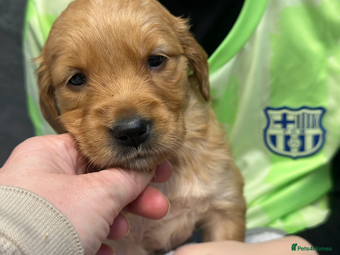 Golden Retriever dogs for sale: Dark Golden KC registered Golden retrievers - Advert 31