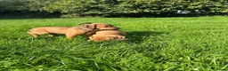 Mixed Breed dogs for sale: Miniature Rhodesian cross pups - Advert 9