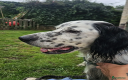 English Setter dogs for adoption: Mike  in Holywell - Image 18