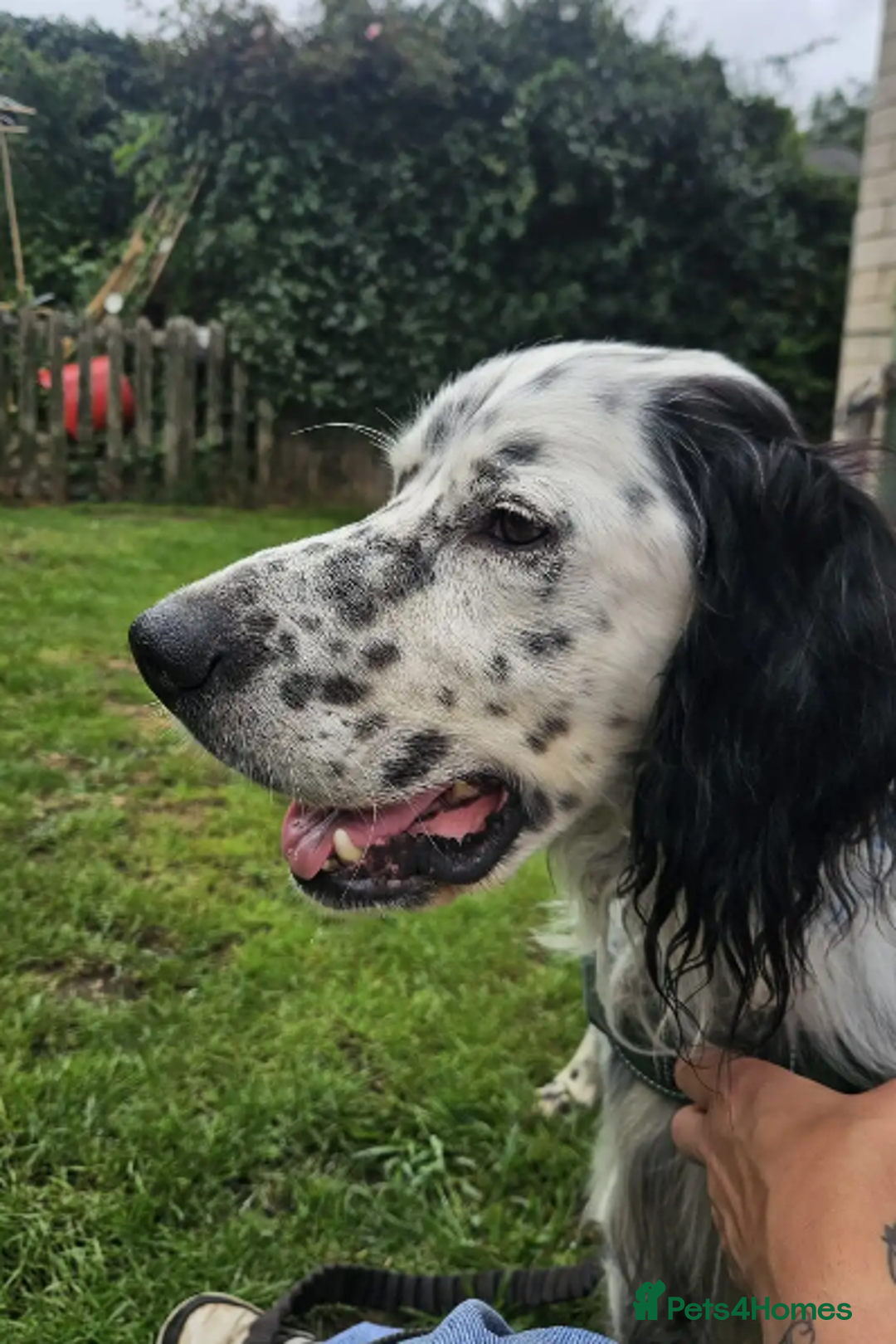 English Setter dogs for adoption: Mike  in Holywell - Image 18