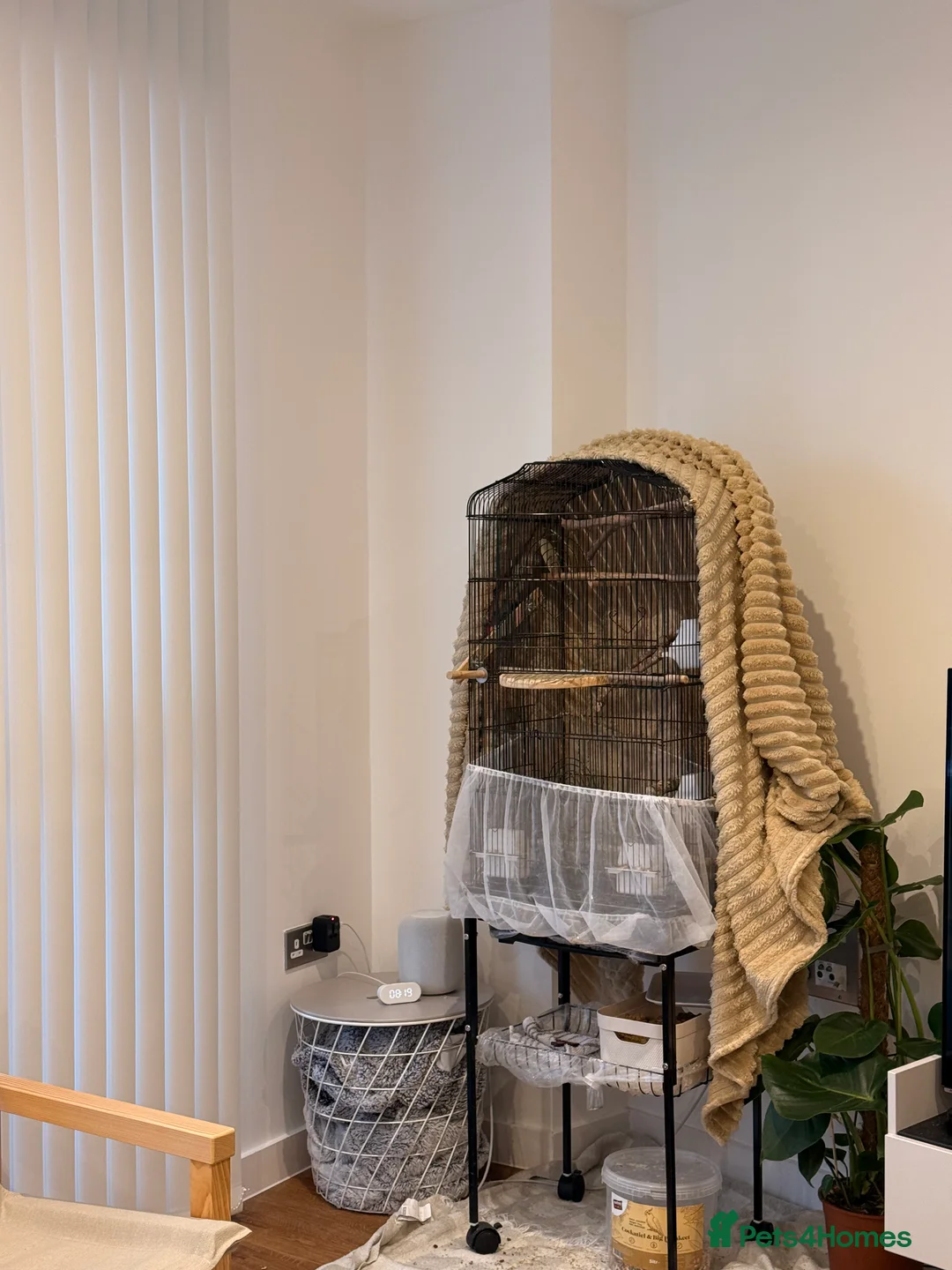 Cockatiels birds for sale: Cockatiel with cage and carrier bag for sale - Advert 6