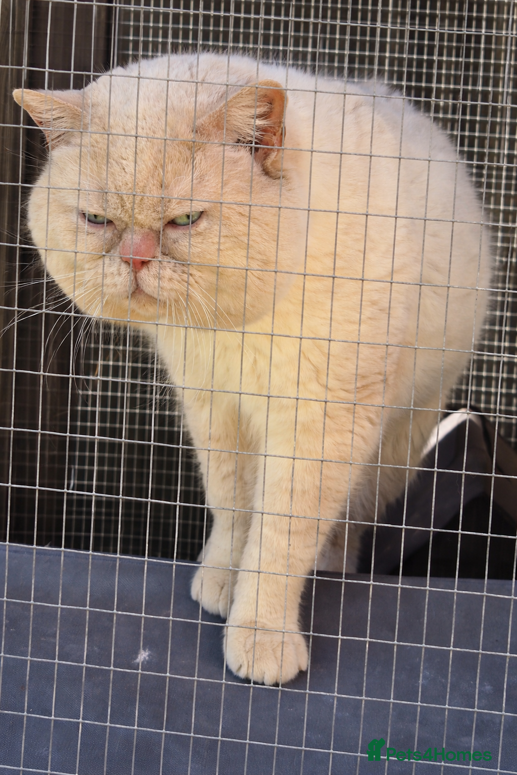 British Shorthair cats Cream of la crop! Blood group B. GCCF/TICA reg  - Advert 5