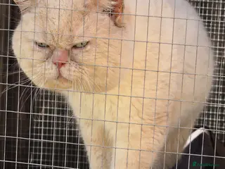 British Shorthair cats Cream of la crop! Blood group B. GCCF/TICA reg - Advert 5