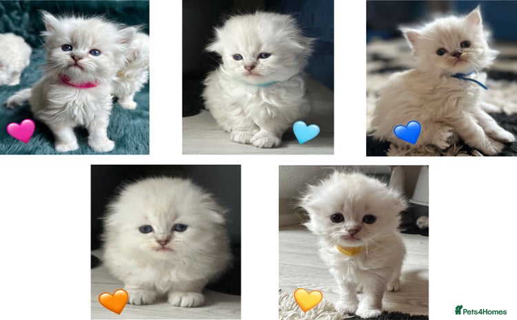 Mixed Breed cats - Advert 4