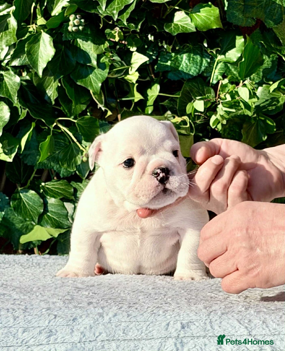 English Bulldog dogs for sale: ** PUREBRED STANDARD COLOUR BULLDOG PUPPIES** - Advert 6