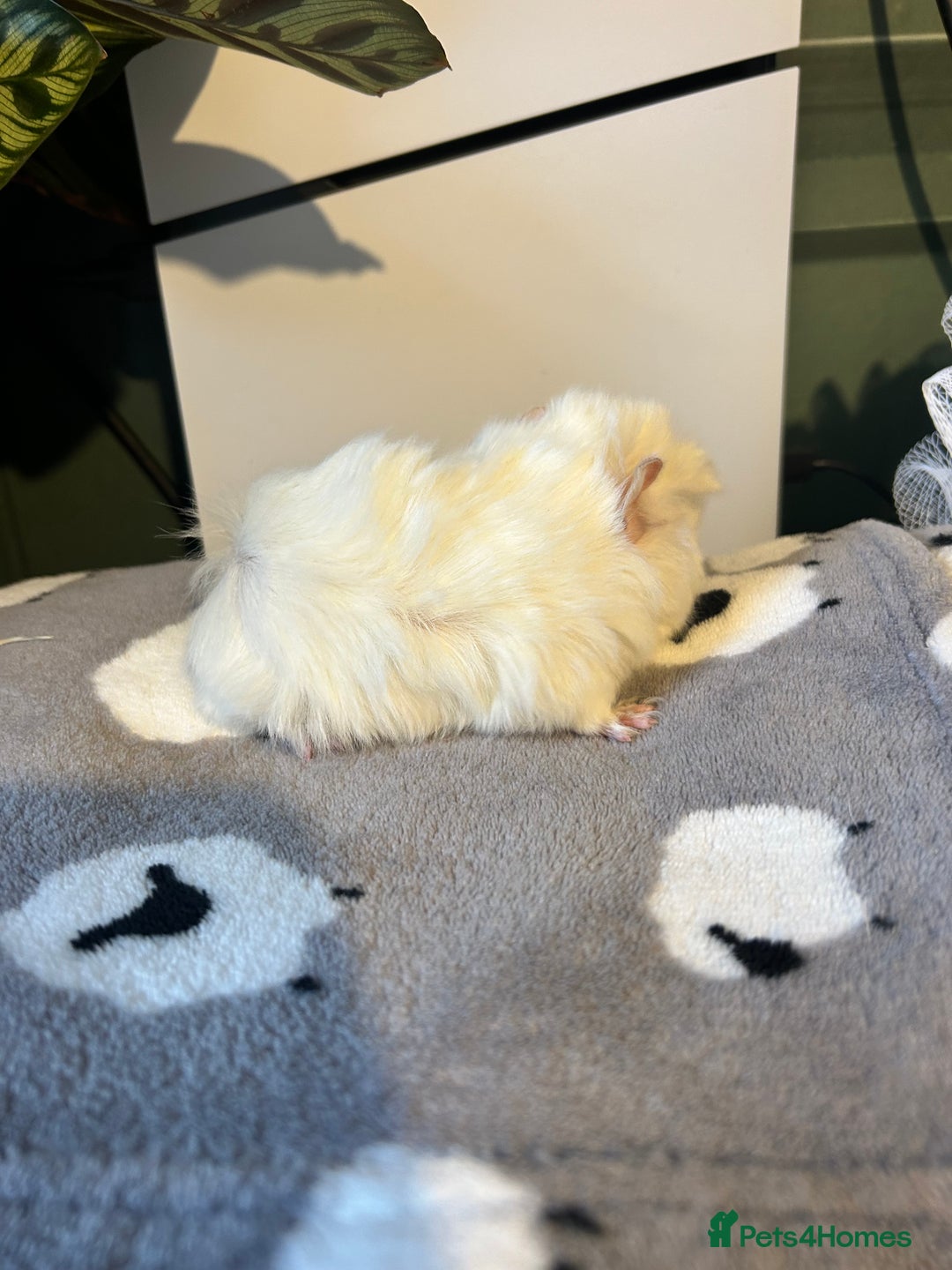 Guinea Pig rodents for sale: A pair left of male Peruvians REDUCED  - Advert 4