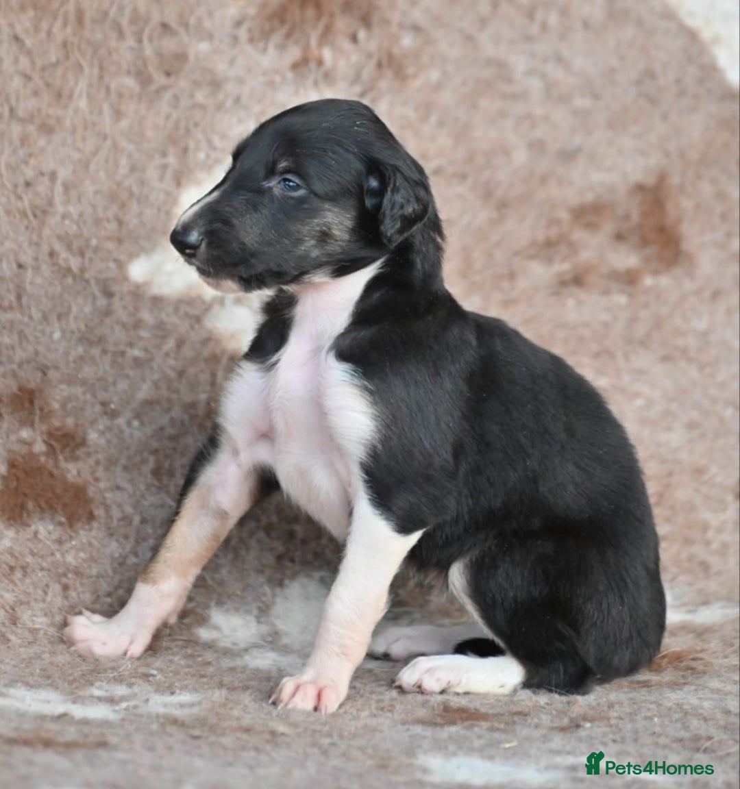 Borzoi dogs for sale: Borzoi Puppies Born 29th September - Image 6