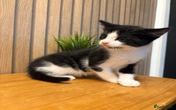 Mixed Breed cats for sale:  Adorable Kittens Ready for Their Forever Homes - Image 8