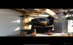 Rottweiler dogs for sale: Beautiful Rottweiler Female - Image 8