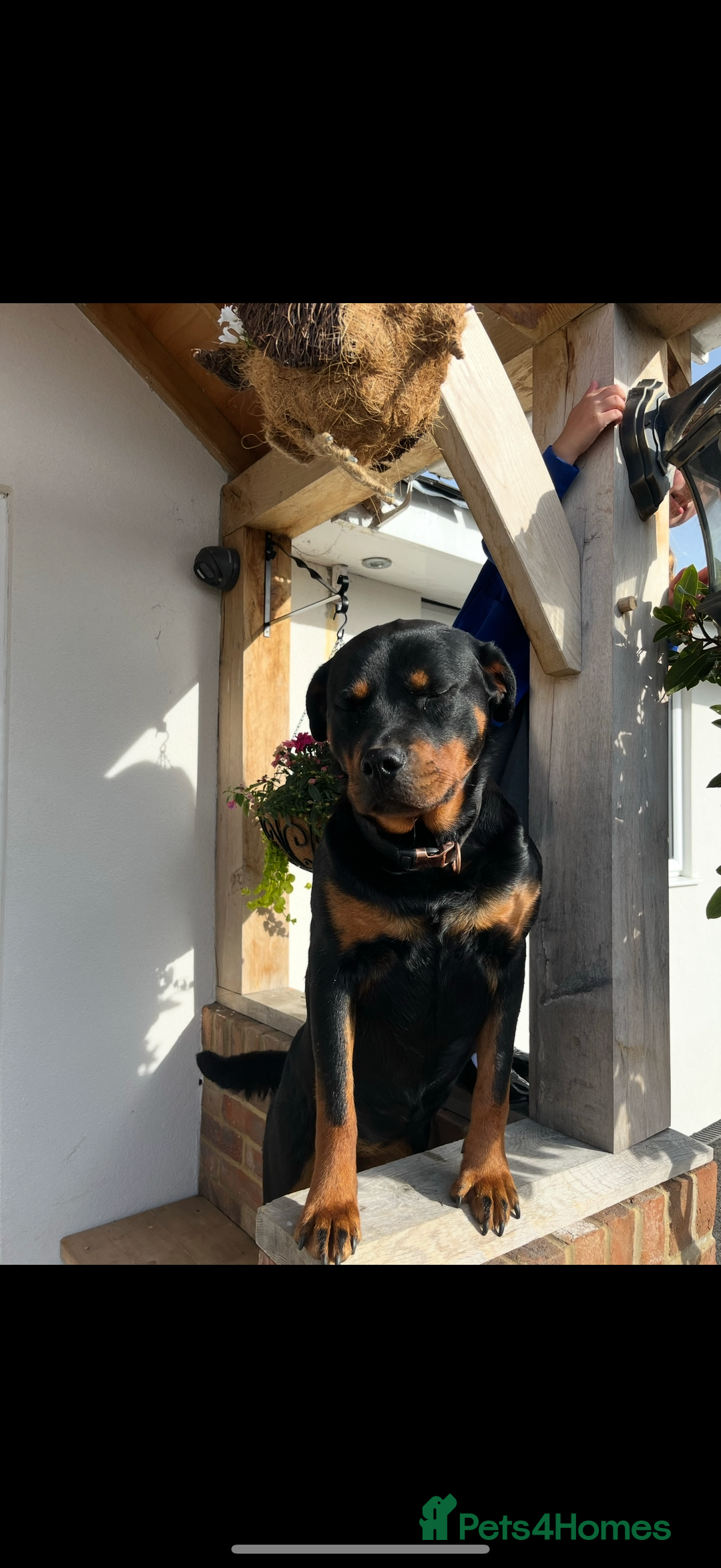 Rottweiler dogs for sale: Beautiful Rottweiler Female - Image 8