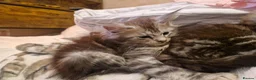 Maine Coon cats for sale: Sweet Maine coon - Advert 16