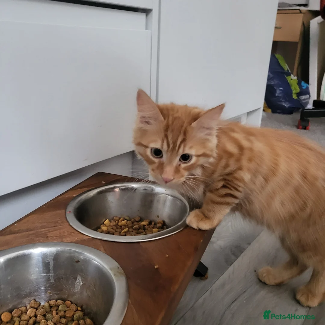 Mixed Breed cats for sale: Tabby x Mancoon kitten  - Advert 1