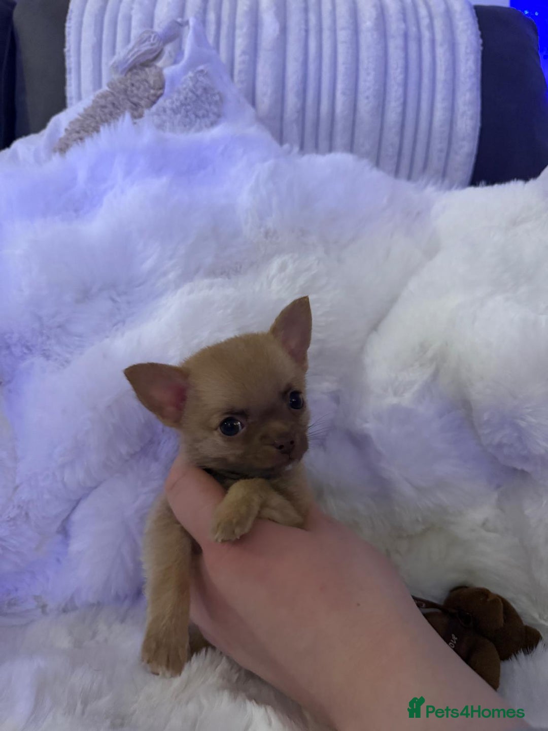 Pomchi dogs for sale: Fluffy Tiny Pomchi Puppies.🥰😍🤗 - Image 8