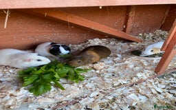 Guinea Pig rodents for sale: 4 friendly guinea pigs, mix of ages  - Image 1