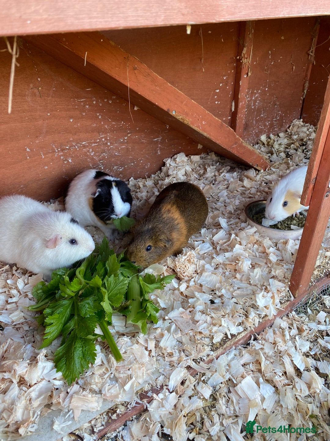 Guinea Pig rodents for sale: 4 friendly guinea pigs, mix of ages  - Image 1