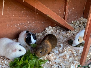 Guinea Pig rodents - Advert 2