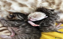 Bengal cats for sale: Bengals _Felis Bengalensis_ Pedigree TICA Kittens. - Image 16