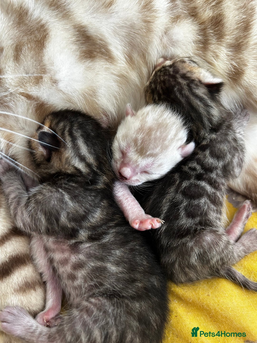 Bengal cats for sale: Bengals _Felis Bengalensis_ Pedigree TICA Kittens. - Image 16