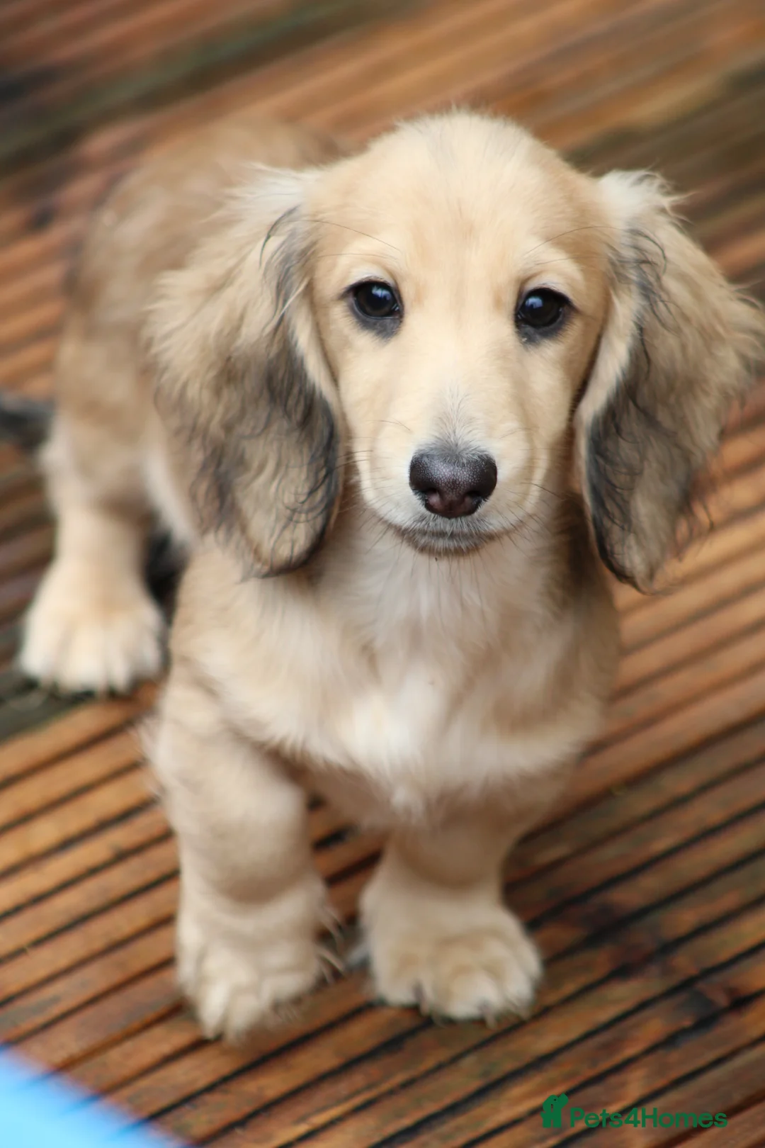 Miniature Dachshund dogs for sale: Cream  Long Hair  - Advert 4