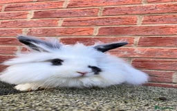 Angora rabbits for sale: Urgent 3 male rabbits for adoption  - Image 2