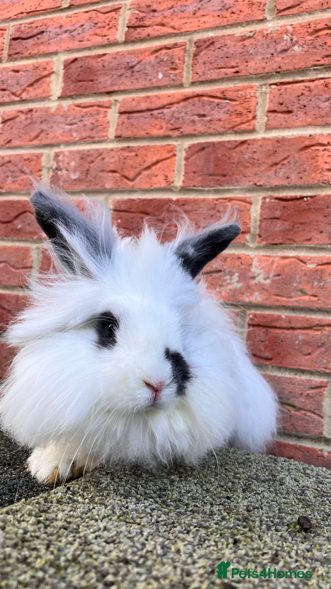 Angora rabbits for sale: Urgent 3 male rabbits for adoption  - Image 2