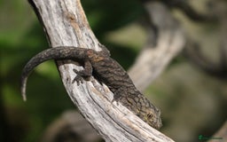 Gecko reptiles for sale: Eurydactylodes Viellardi - Chameleon Gecko - Image 2