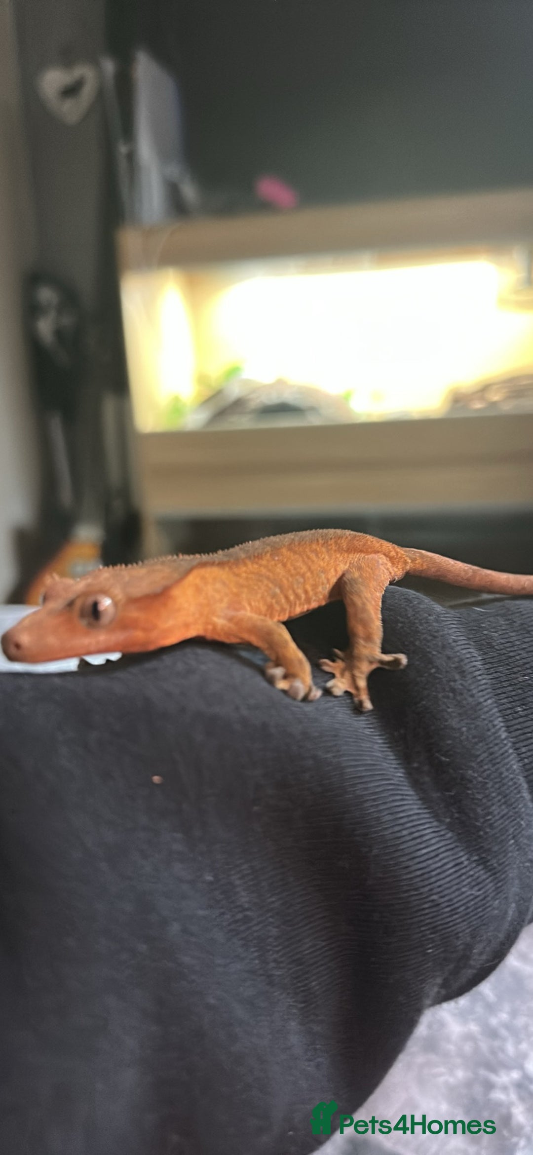 Gecko reptiles for sale: Crested geckos  - Advert 7