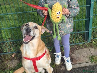 Mixed Breed dogs Beautiful older fella for adoption - Advert 5