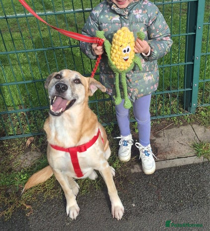 Mixed Breed dogs - Advert 4