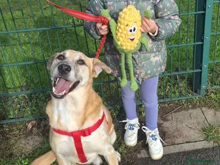 Mixed Breed dogs Beautiful older fella for adoption - Advert 12