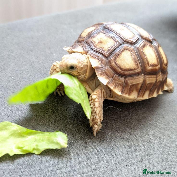 Tortoise reptiles 🐢 Baby Tortoise  Available 🐢 - Advert 1