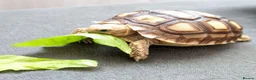 Tortoise reptiles for sale: 🐢 Baby Tortoise  Available 🐢 - Advert 1